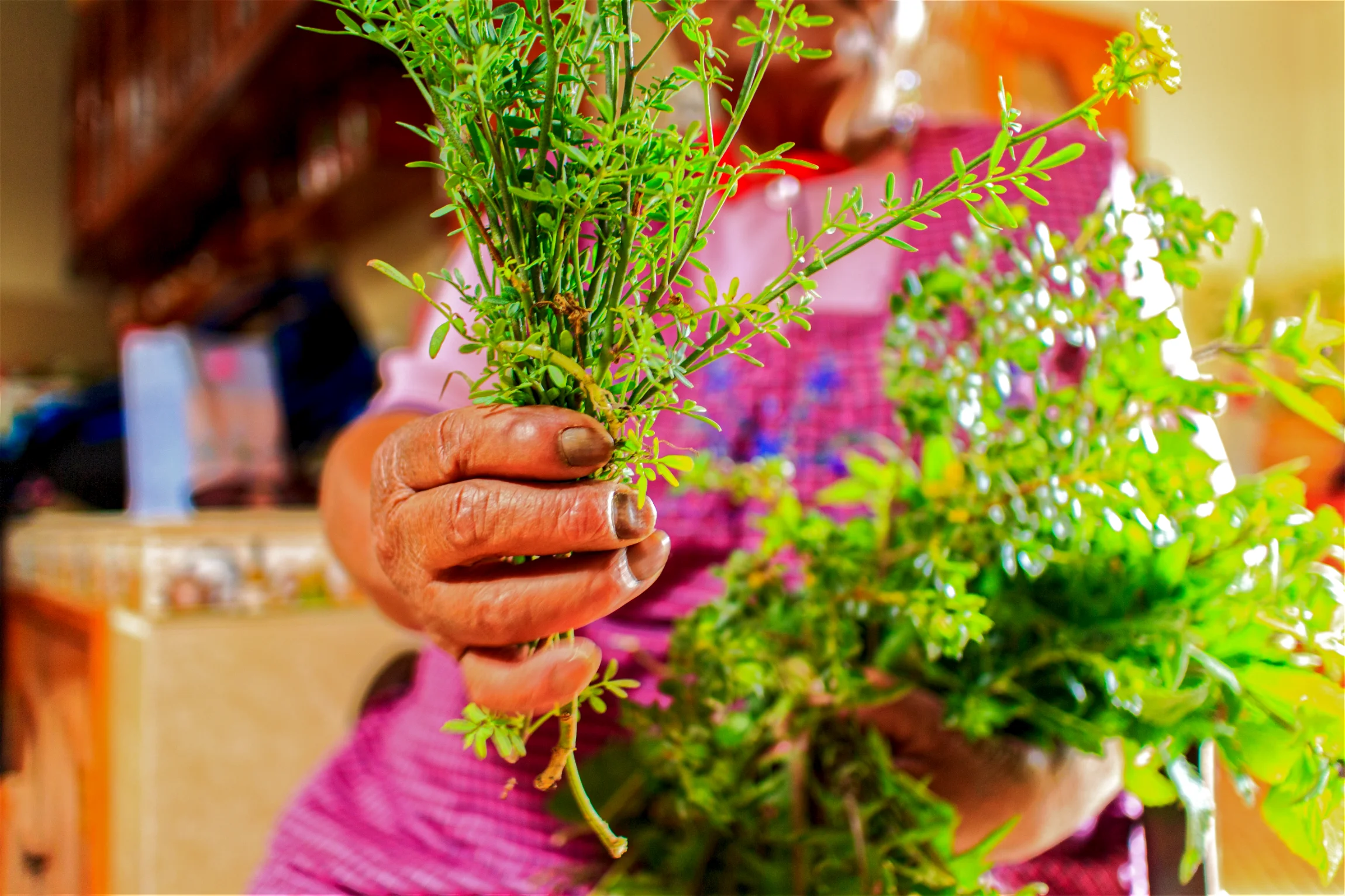 Doña Telesfora showing Rue (ruta graveolens) for the Witches' Kitchen