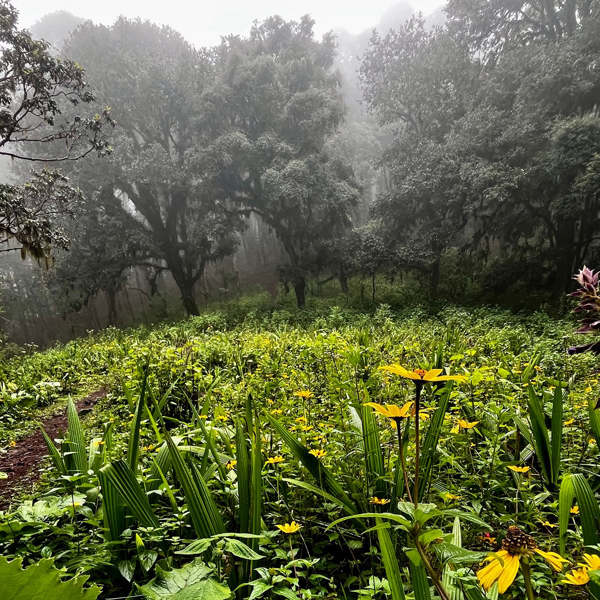 Flowering field in the clouds at La Cumbre hike in Santa Catarina Ixtepeji