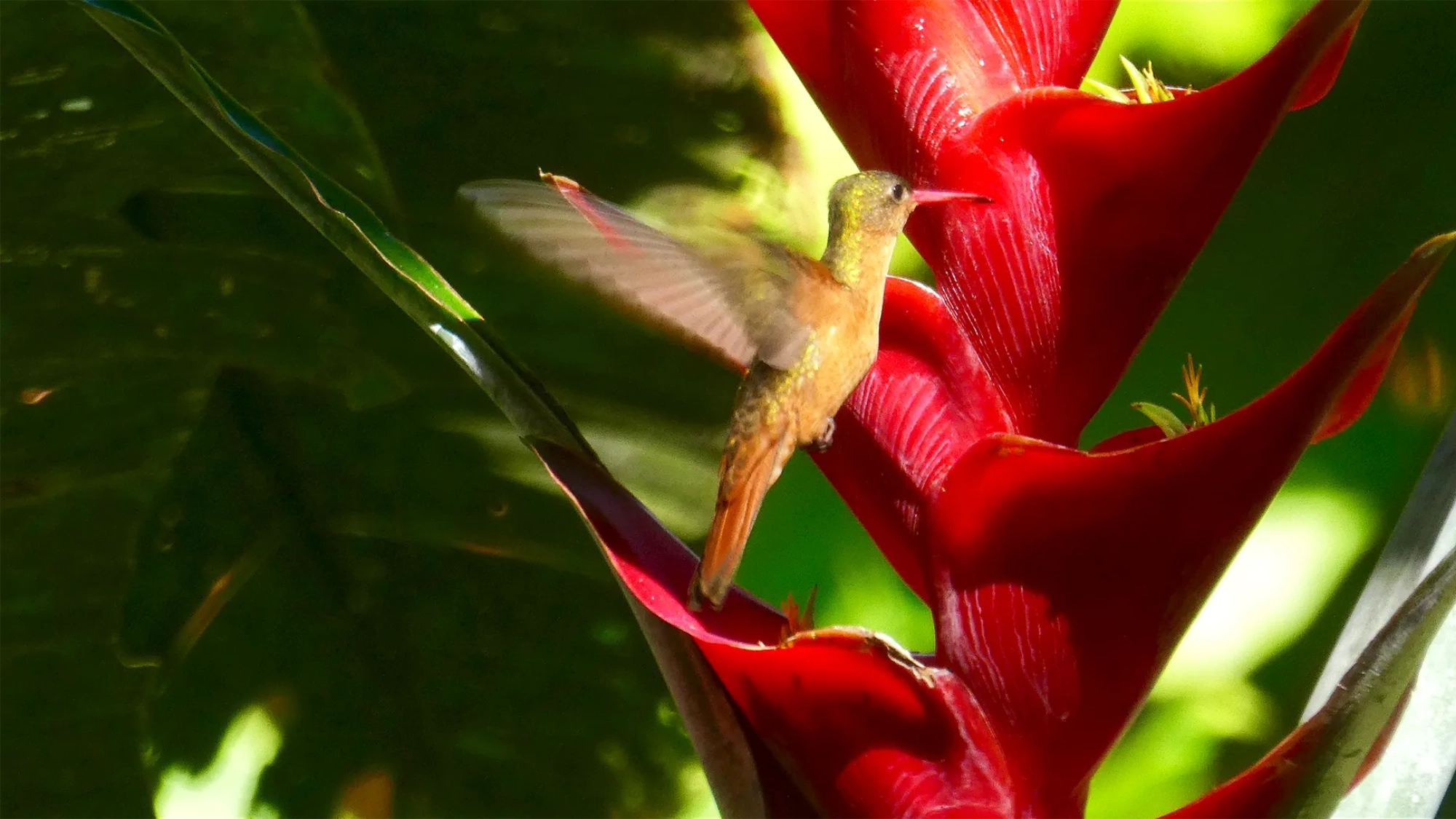 Hummingbird feeding on a Heliconia on the Route to the Coast with Tierraventura-2