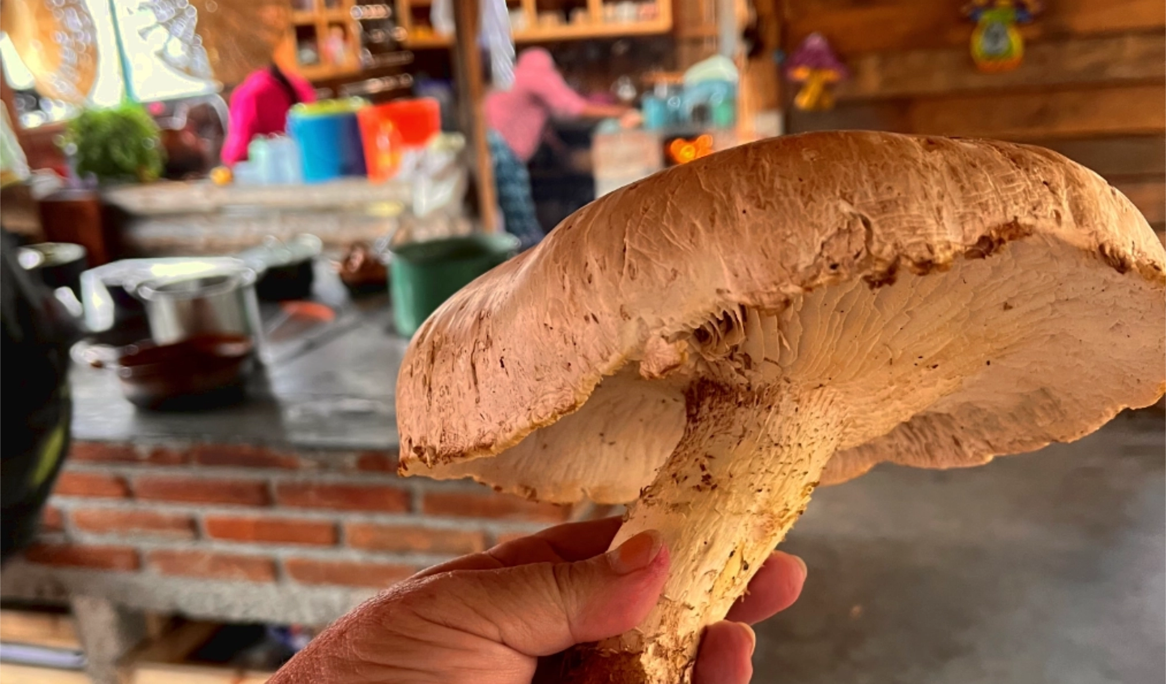 Matsutake mushroom in the traditional kitchen of Marta during the Mycelia Oaxaca Mushroom Retreat