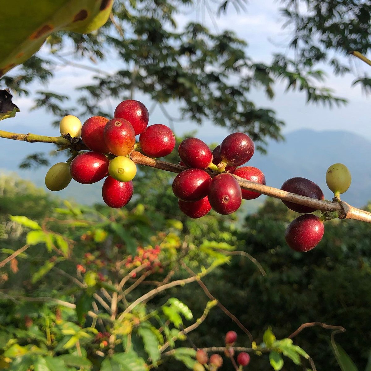 Ripe coffee beans at Finca Don Gabriel in Pluma Hidalgo