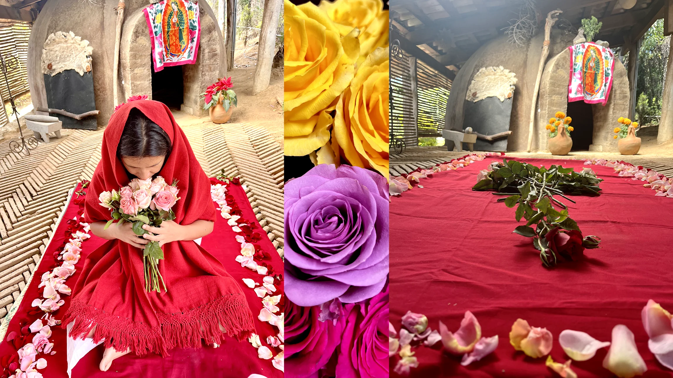 Rose Healing at Rancho Media Luna