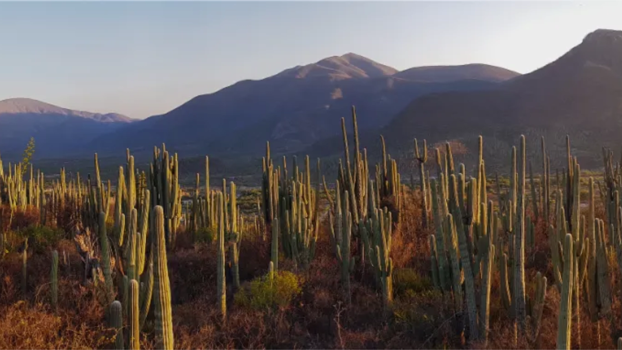 San Juan Raya cactus forest