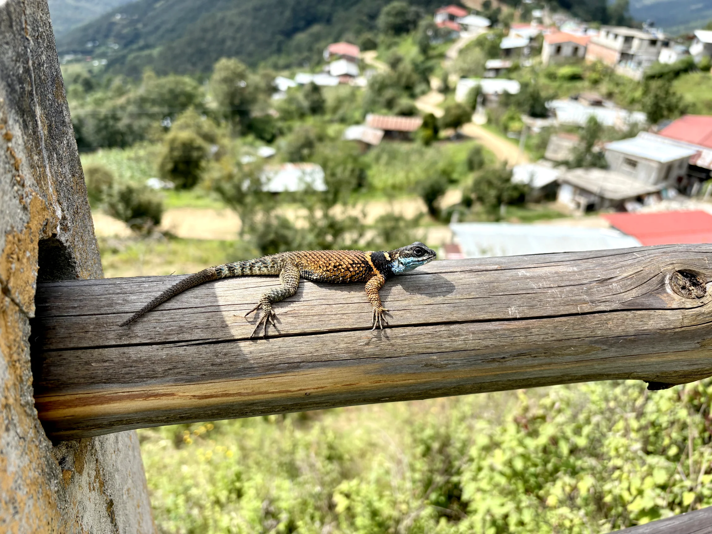 Southern crevice spiny lizard (Sceloporus aureolus) in Santa Martha Latuvi/Pueblos Mancomunados