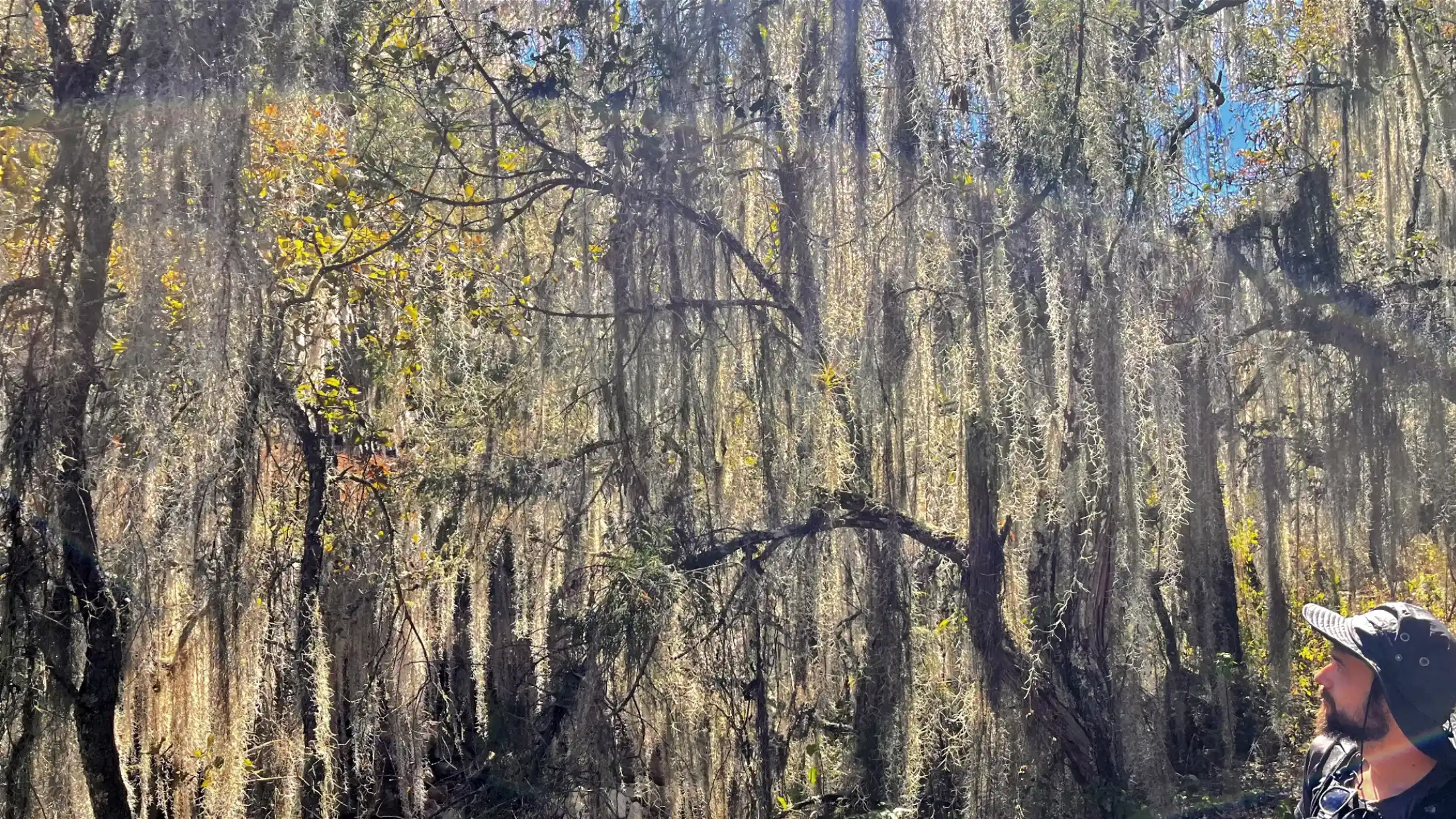 Spanish moss on the Camino Real/pueblos mancomunados