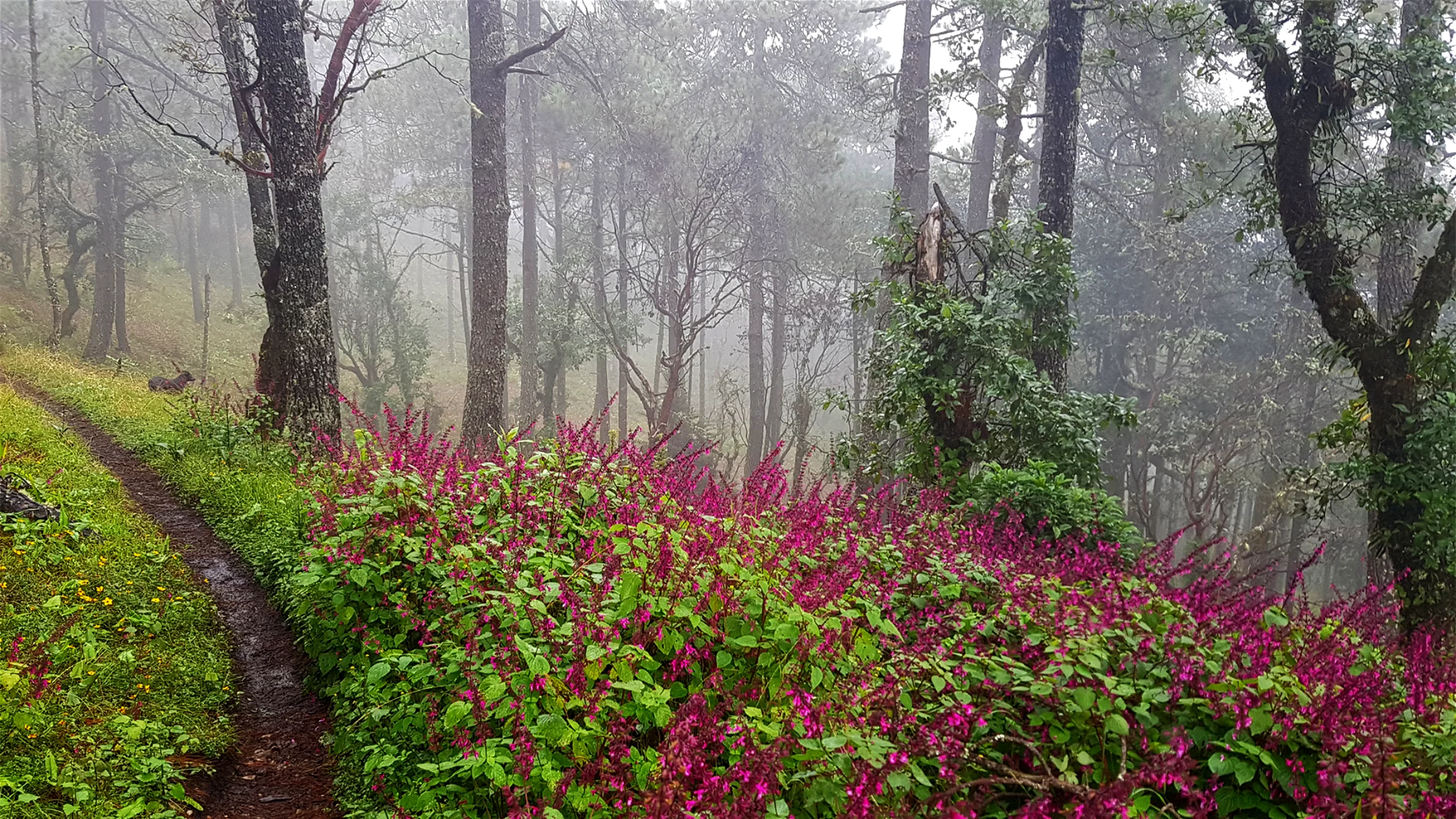 Wild flower in the cloud forest of the hike la Cumbre/Santa Catarina Ixtepeji