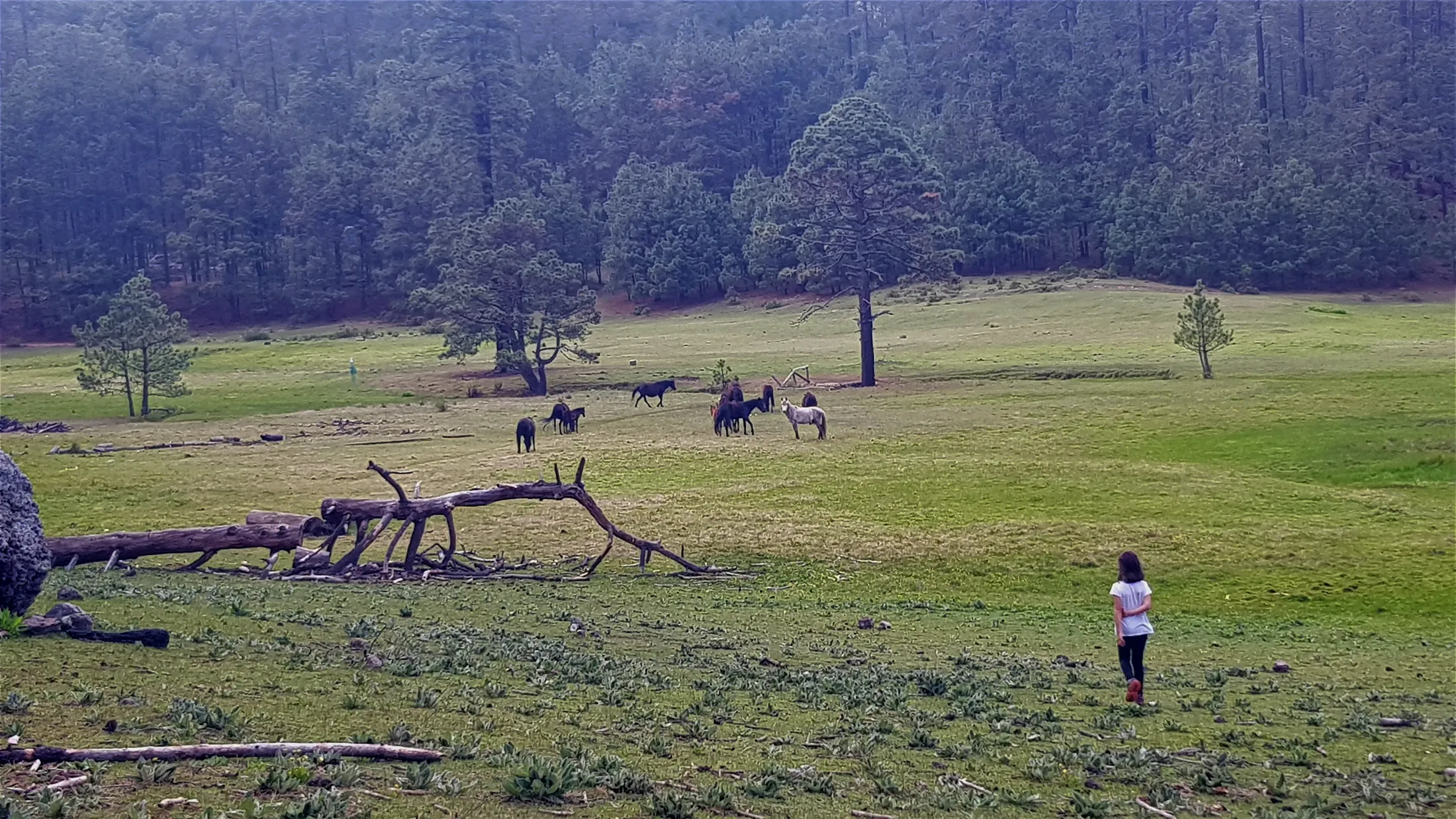 Wild horses hiking the Cueva de la Iglesia trail by San Miguel del Valle