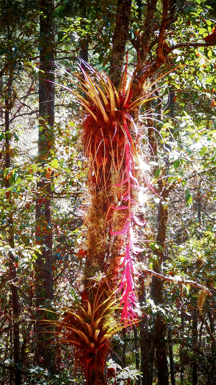 https://www.tierraventura.com/Bromeliad (Tillandsia) on the Camino Real to Santa Catarina Lachatao/Pueblos mancomunados