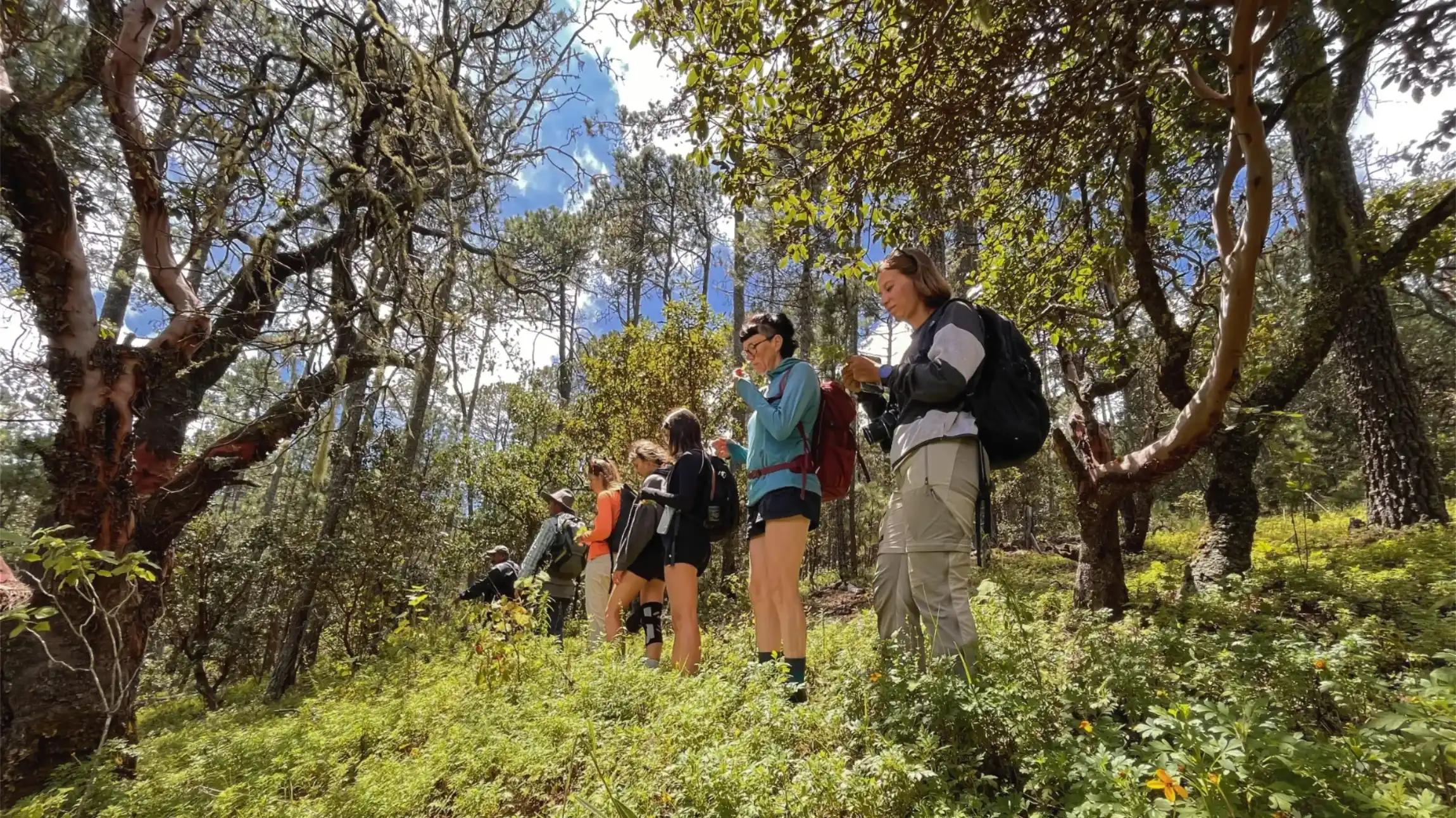 Hiking in the forest of La Cumbre by Santa Catarina Ixtepeji