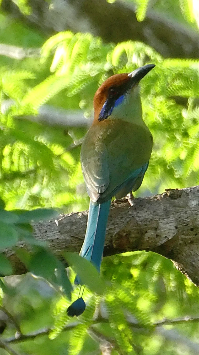 https://www.tierraventura.com/Momotus Mexicanus at the Pacific Coast of Oaxaca with Tierraventura