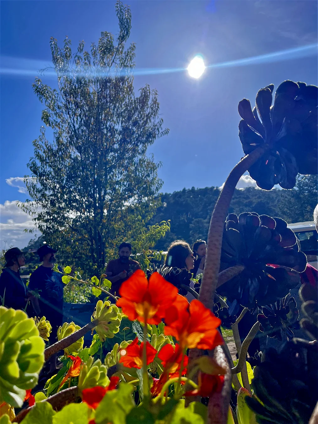 Plants explanation in our Medicine Plant Walk by Tierra Sagrada-2