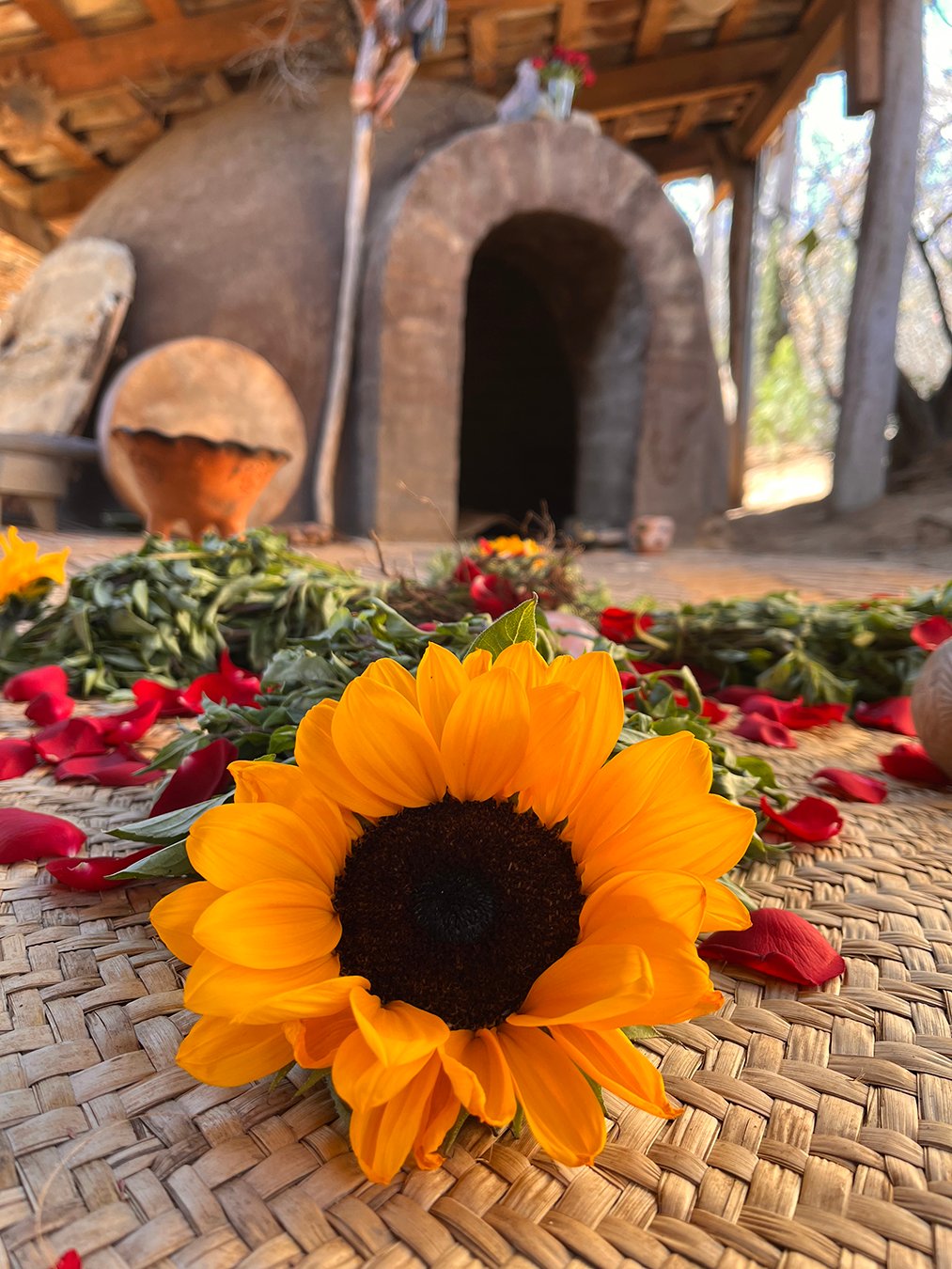 Sunflower as offering for the Temazcal ceremony at Rancho Media Luna