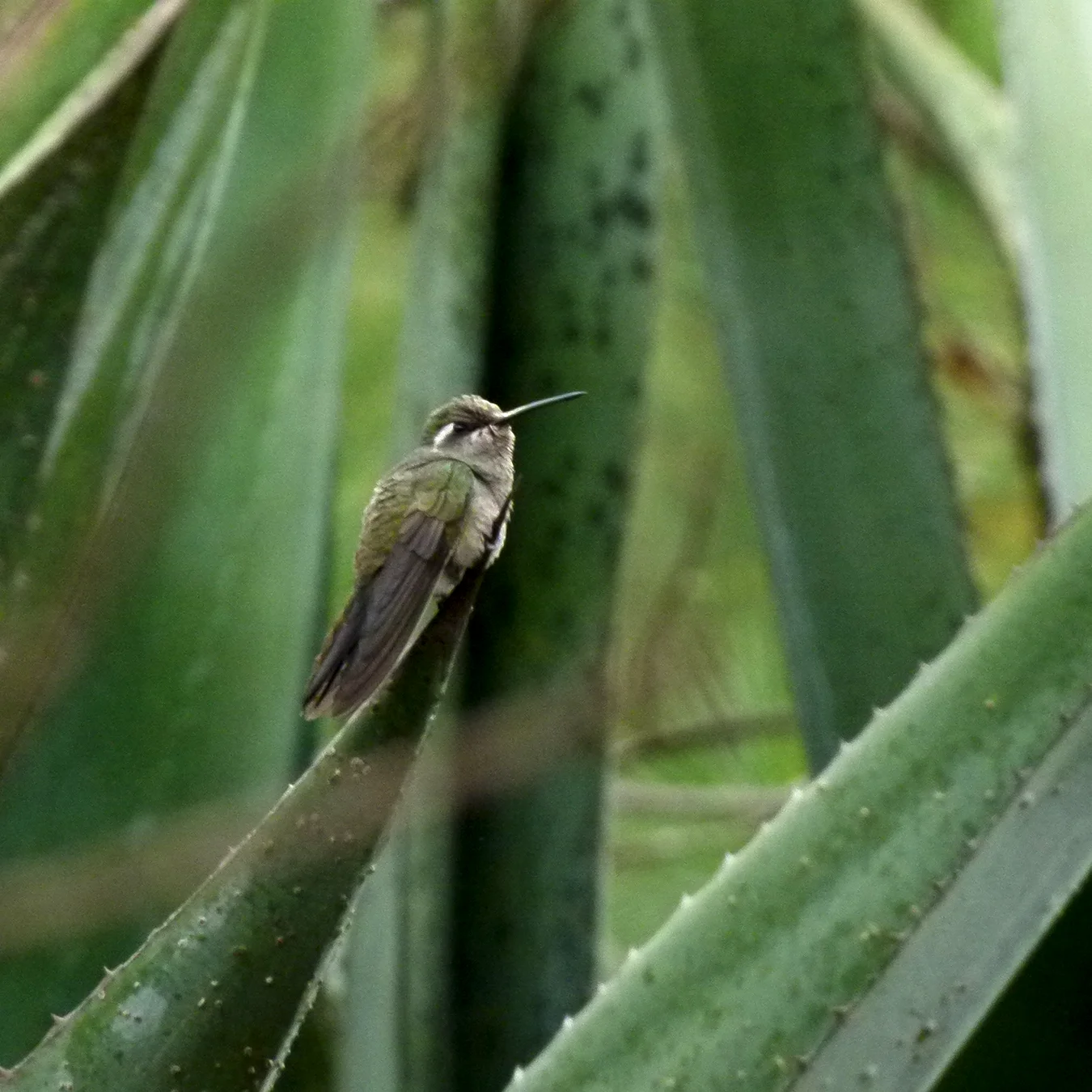 https://www.tierraventura.com/White-eared hummingbird on the Cueva de la Iglesia trail by San Miguel del Valle