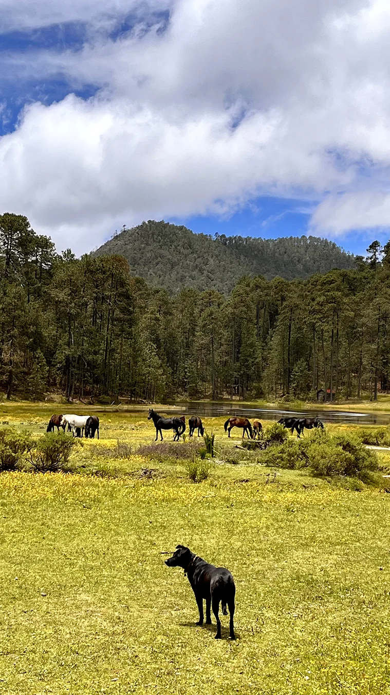 https://www.tierraventura.com/Wild horses by the lake of La Neveria on the Cueva de la Iglesia trail by San Miguel del Valle